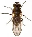 Scatella marinensis