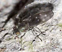 Scatella picea