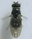 Scatella setosa