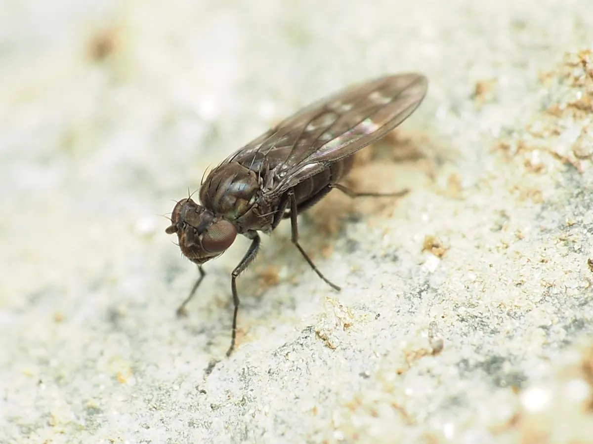 Scatella stagnalis - photo 2