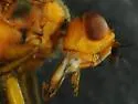 Scathophaga aldrichi