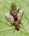 Scathophaga aldrichi - photo 2