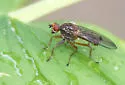 Scathophaga aldrichi - photo 3