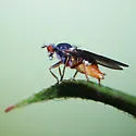 Scathophaga aldrichi - photo 4