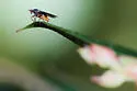 Scathophaga aldrichi - photo 5