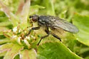 Scathophaga crinita