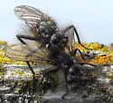 Scathophaga dasythrix