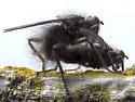 Scathophaga dasythrix - photo 2