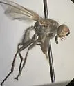 Scathophaga frigida