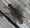 Scathophaga frigida - photo 2