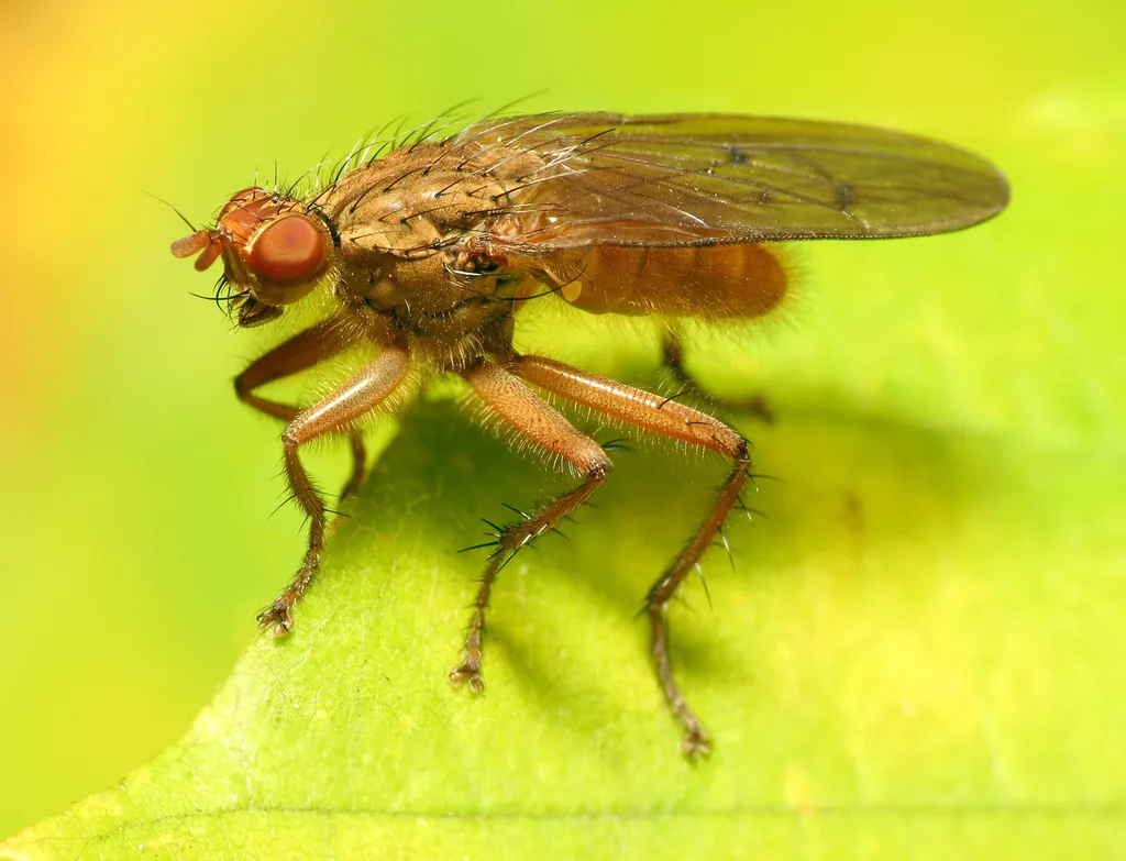 Scathophaga furcata - photo 2
