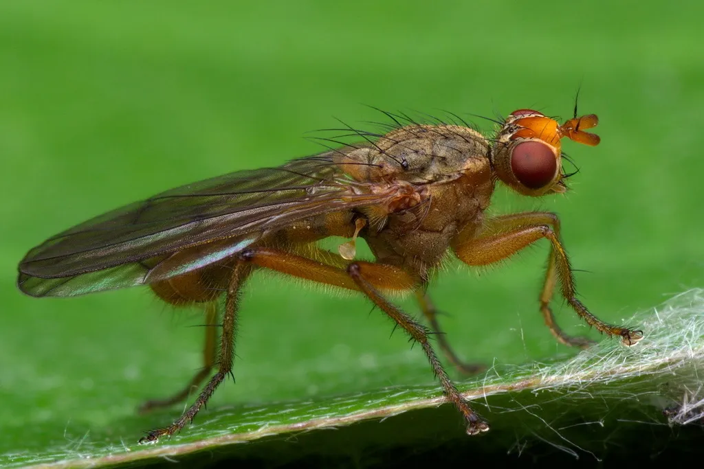 Scathophaga inquinata - photo 2