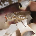 Scathophaga intermedia - photo 2