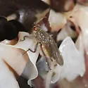 Scathophaga intermedia - photo 3