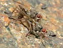 Scathophaga intermedia - photo 4