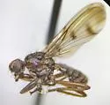 Scathophaga monticola