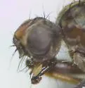 Scathophaga monticola - photo 2