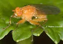Scathophaga nigrolimbata - Scathophaga nigrolimbata