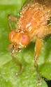 Scathophaga nigrolimbata - photo 2