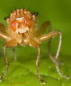 Scathophaga nigrolimbata - photo 3
