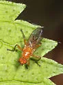 Scathophaga nigrolimbata - photo 4