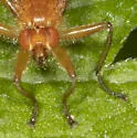 Scathophaga nigrolimbata - photo 5