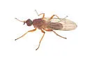 Scathophaga orcasae - photo 2