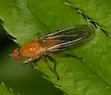 Scathophaga orcasae - photo 3