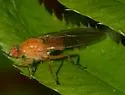 Scathophaga orcasae - photo 4