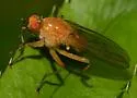 Scathophaga orcasae - photo 5