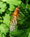Scathophaga reses