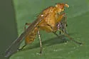Scathophaga reses - photo 2