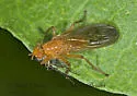 Scathophaga reses - photo 3