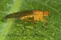 Scathophaga reses - photo 4