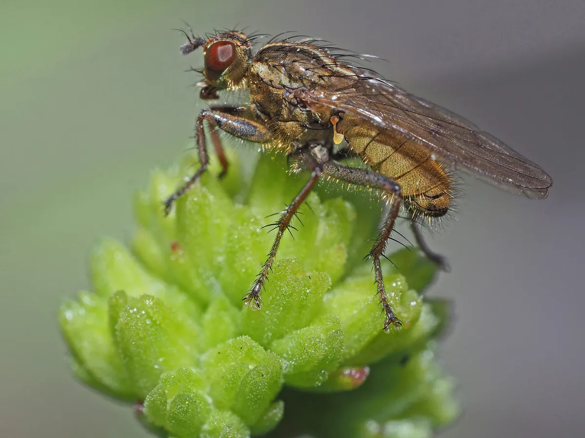 African Dungfly - photo 3