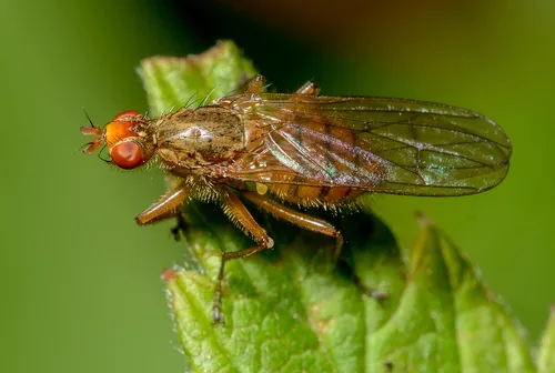 Scathophaga spurca - Scathophaga spurca
