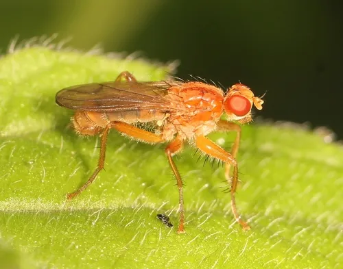 Dung Flies - photo 2
