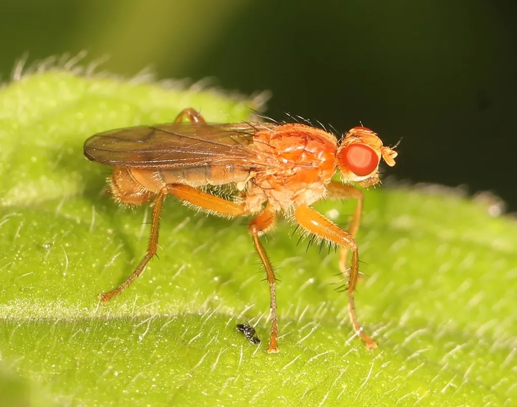Dung Flies - photo 3