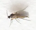 Scatopsciara atomaria - photo 2