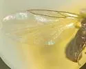 Scatopse alpestris