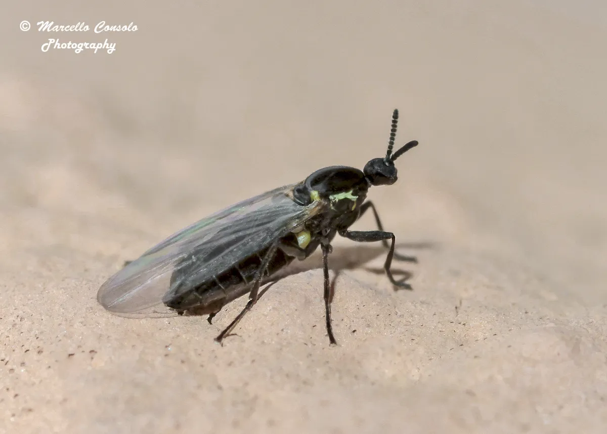 Scatopse notata - photo 3
