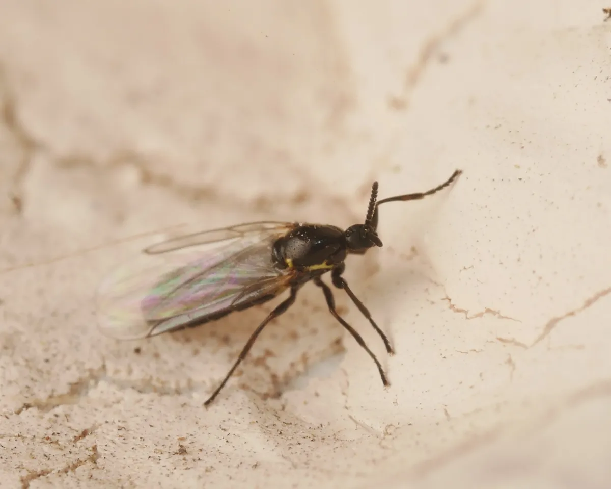 Minute Black Scavenger Flies - photo 3