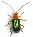 Scelida flaviceps