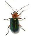 Scelida flaviceps - photo 2