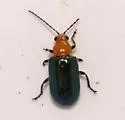 Scelida flaviceps - photo 3
