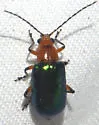 Scelida flaviceps - photo 5