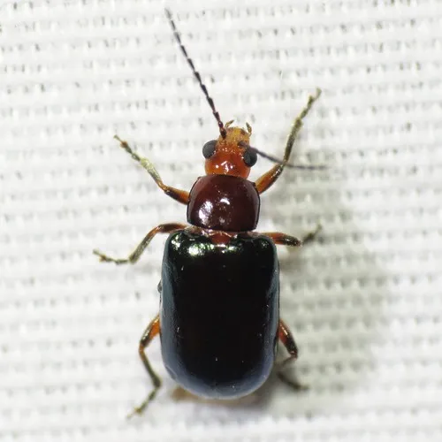Scelida nigricornis - Scelida nigricornis