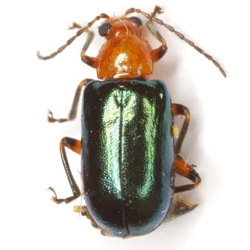 Scelida nigricornis - photo 2