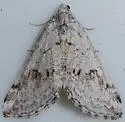 Scelidacantha angelicata - Hodges#7632