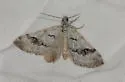 Scelidacantha angelicata - Hodges#7632 - photo 2